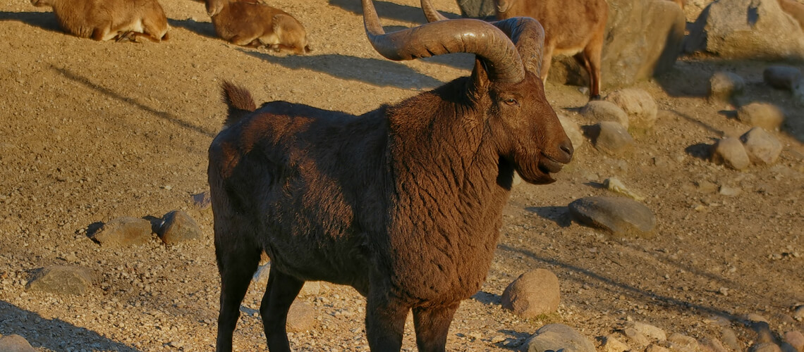 Dagestan Tur hunting