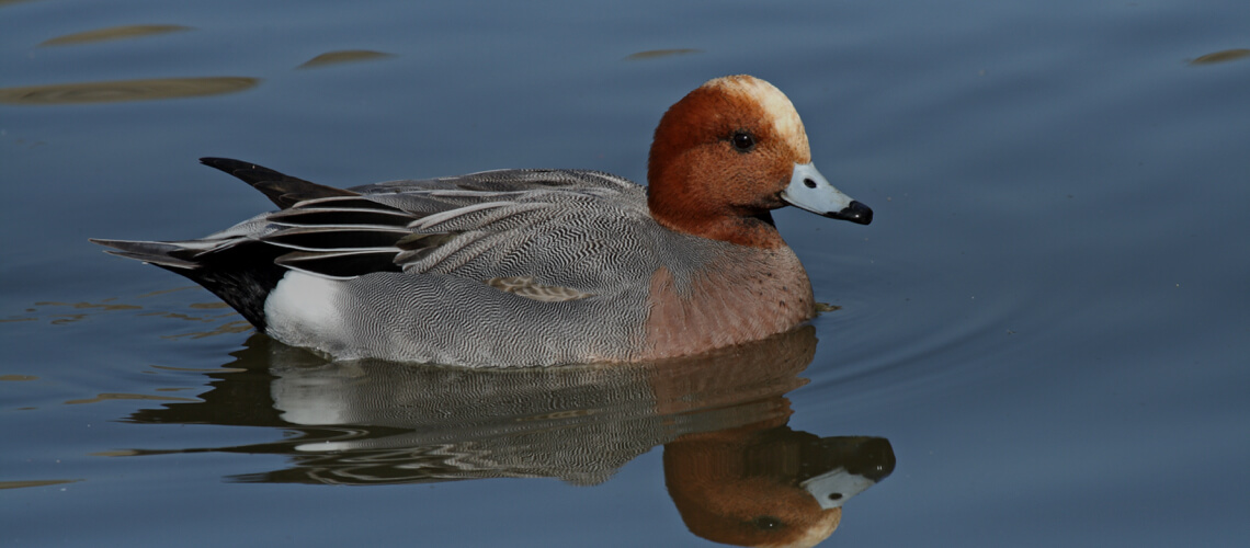 Wigeon hunting
