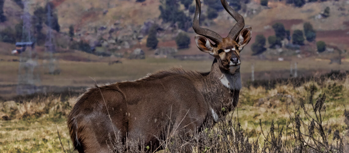 Mountain Nyala hunting