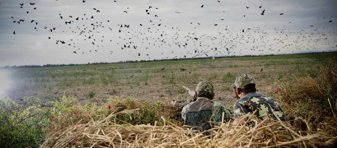 Wing Shooting hunt