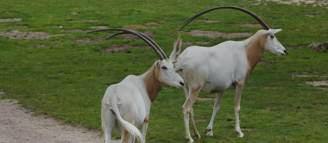 Scimitar Oryx hunting