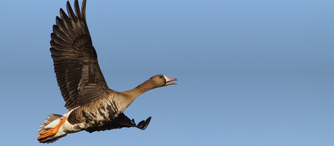 Specklebelly Goose hunting
