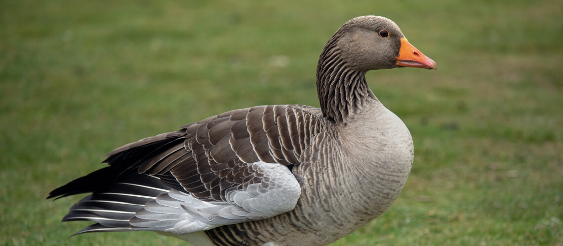 Canada geese hunting outlet uk