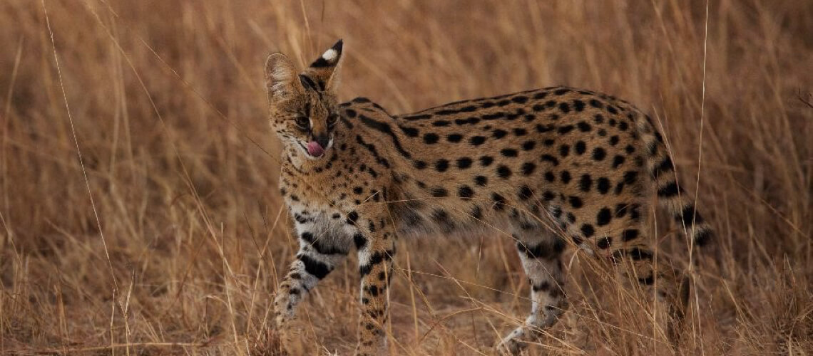 Serval hunting