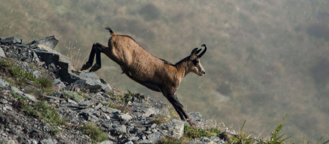Alpine Chamois hunting