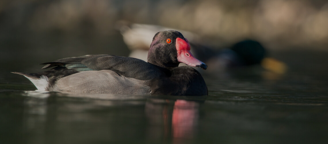 Rosy-Billed Pochard hunting