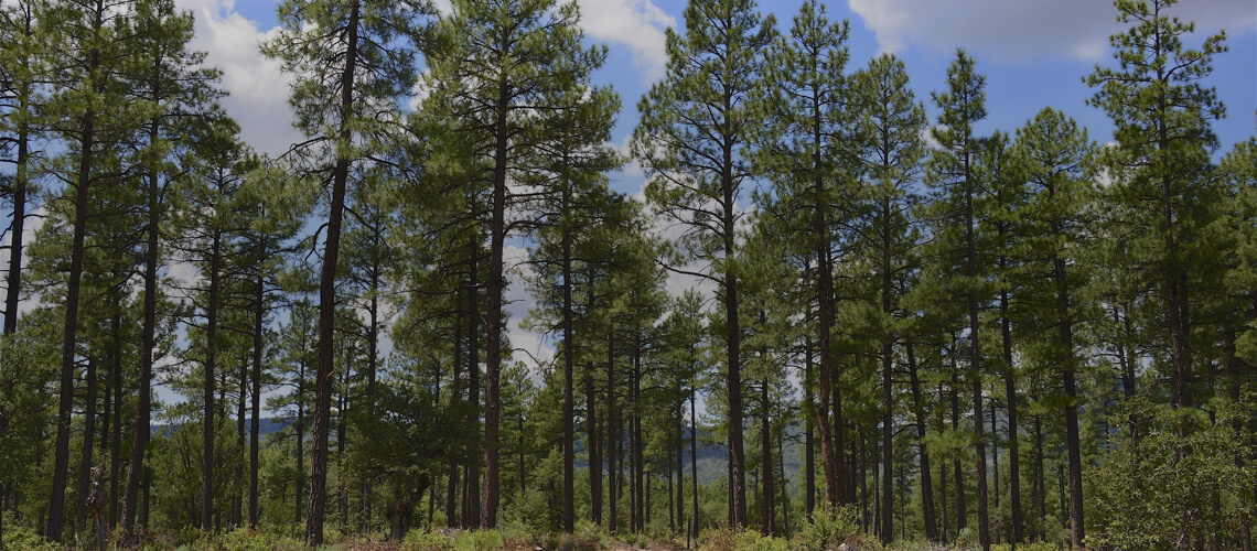 Hunting in Arizona
