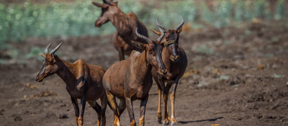 Tsessebe hunting