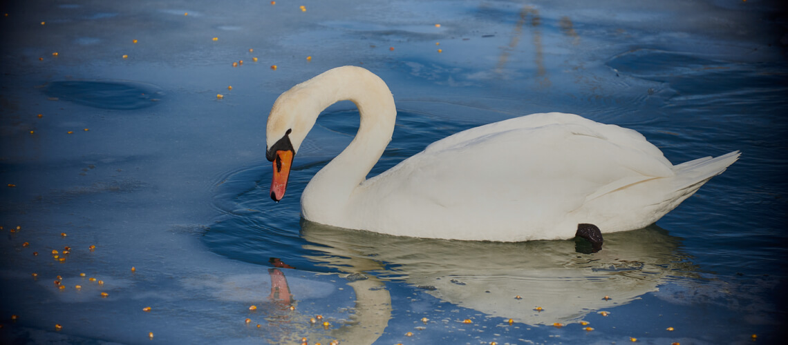 Swan hunting