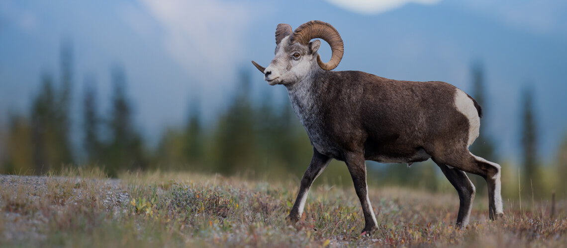 Stone’S Sheep hunting