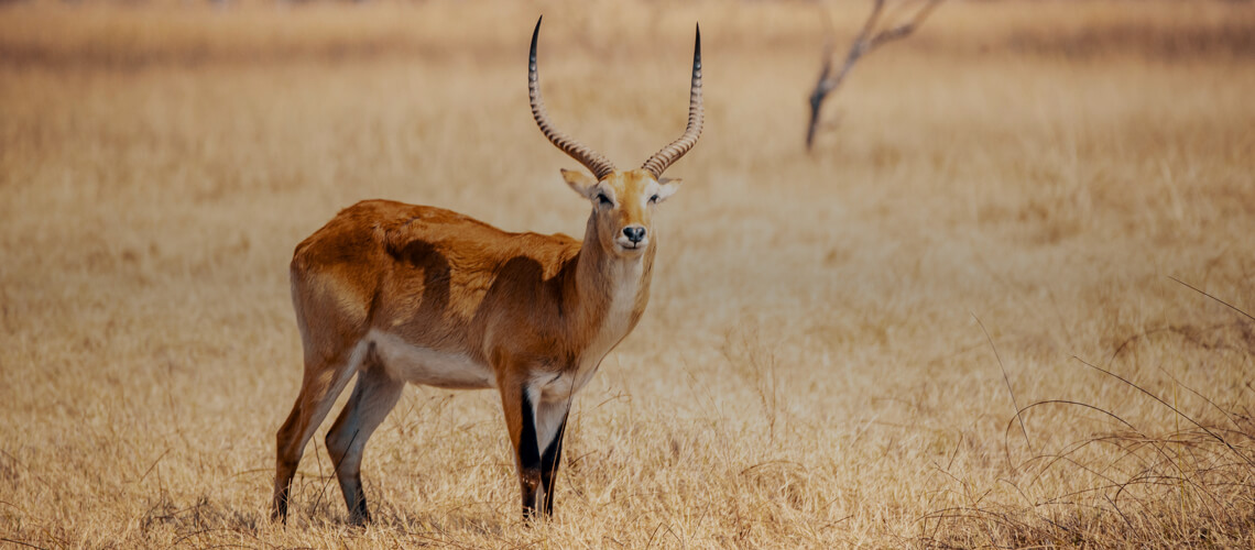 Lechwe hunting