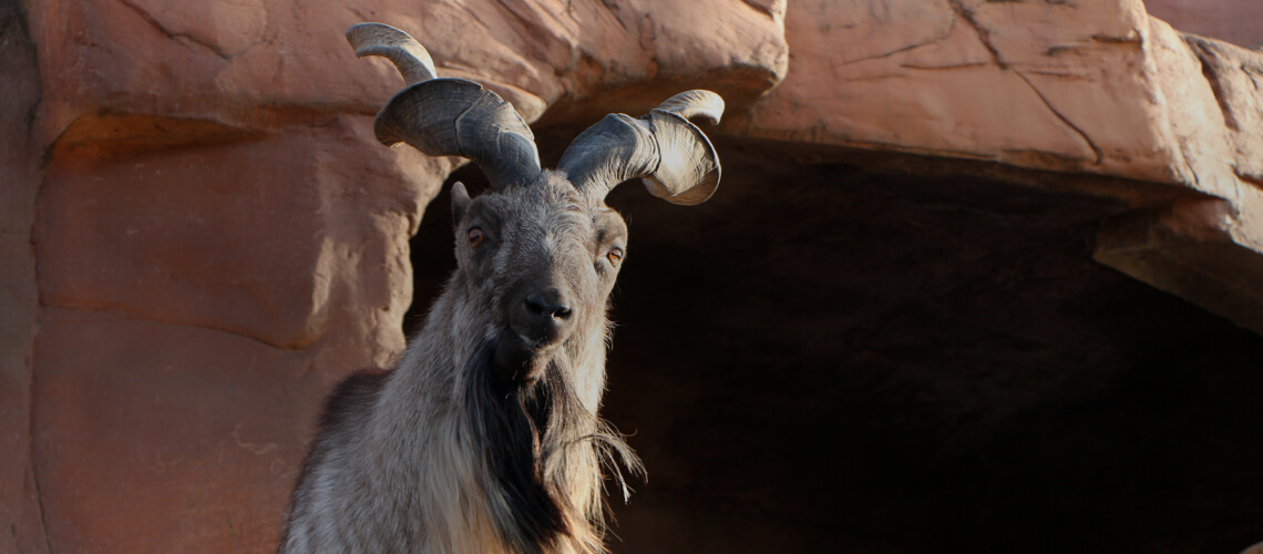 Astor Markhor hunting