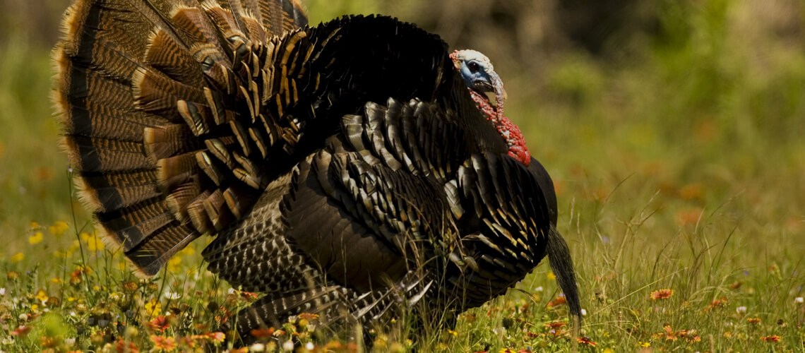 Rio Grande Turkey Hunting Trips Bookyourhunt Com