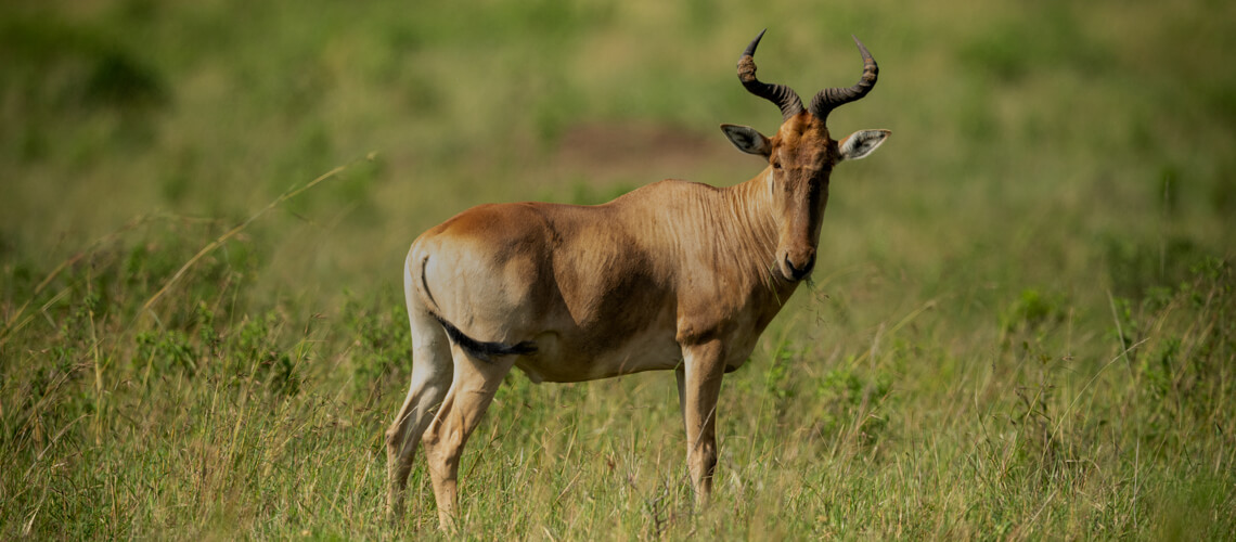 Coke's Hartebeest hunting