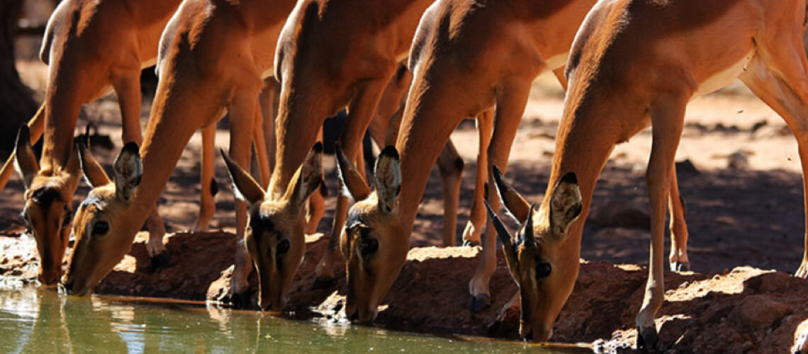 Greater Kuduland Safaris