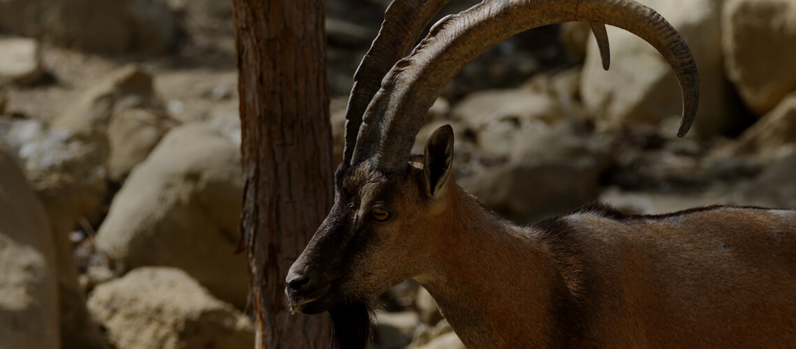 Sindh Steinbock jagen