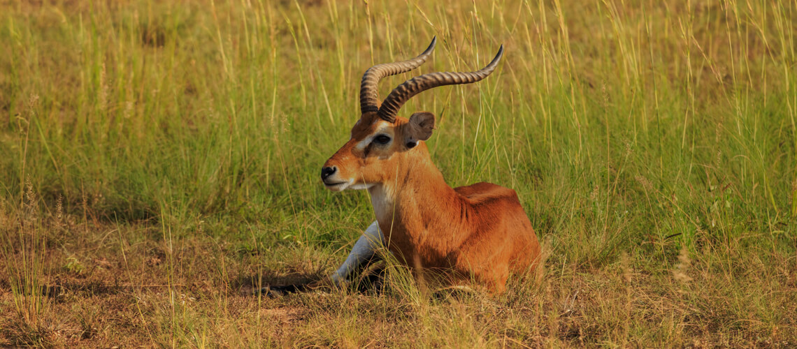 Kob hunting