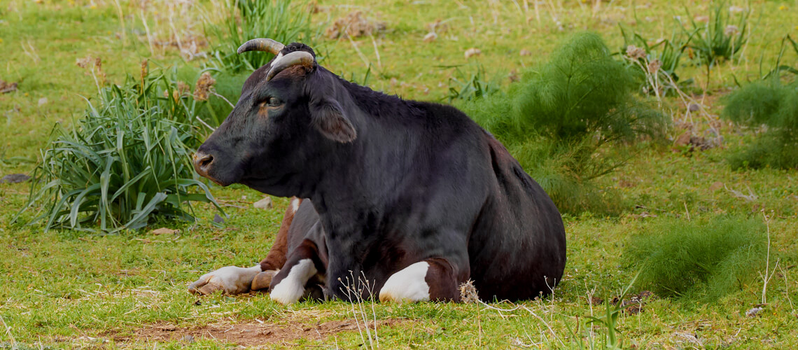 Feral Ox hunting