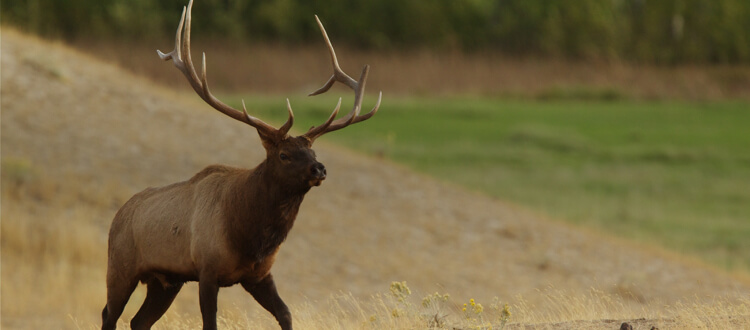 Elk hunting in Colorado