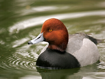 Redhead duck