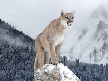 Mountain lion / Puma