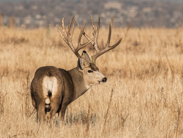 Mule Deer