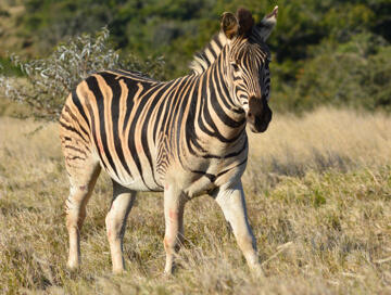 Burchells Zebra