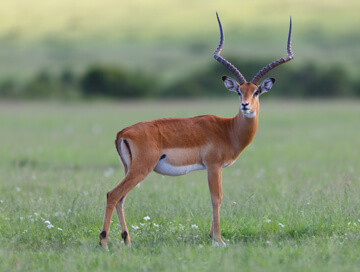 East African impala