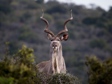 East African greater kudu