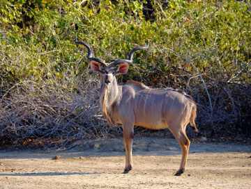Southern greater kudu