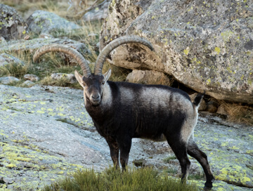 Gredos ibex