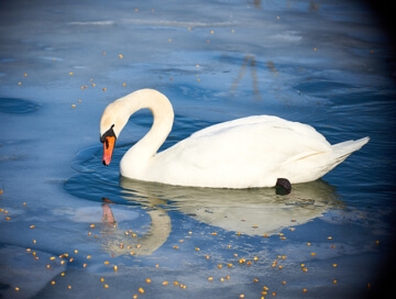 Swan