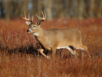White-Tailed Deer