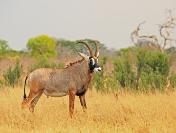 Western roan antelope