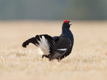 Blackcock