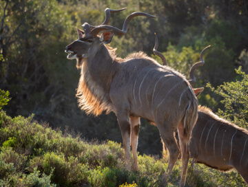 Eastern cape kudu