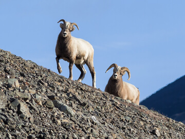 Chukotka snow sheep