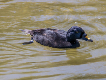 Common scoter