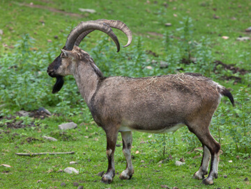 Bezoar ibex