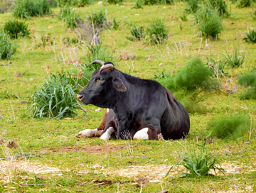Feral ox