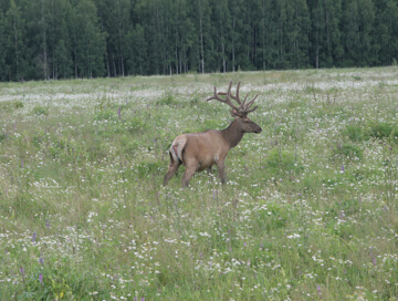 Maral Stag