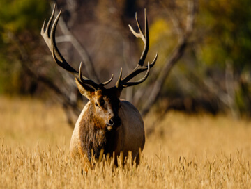 Elk