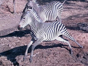 Boehm's zebra