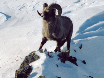Kamchatka snow sheep