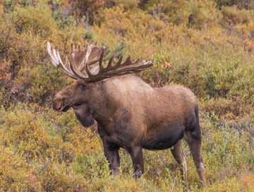 Alaska yukon moose
