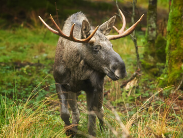 Amur moose