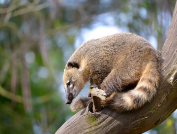 Coati