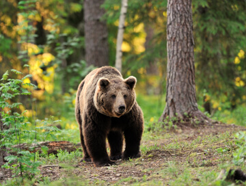 Amur brown bear