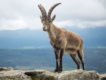 Beceite ibex