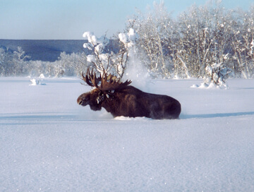Kamchatka moose